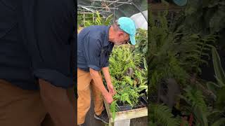 SEPS 2026 Rare Plant Auction is live Shade plants part 1