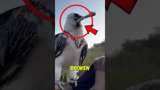 Top 3 Birds With Insane Superpowers birdsuperpowers fastestbird wildlifefacts