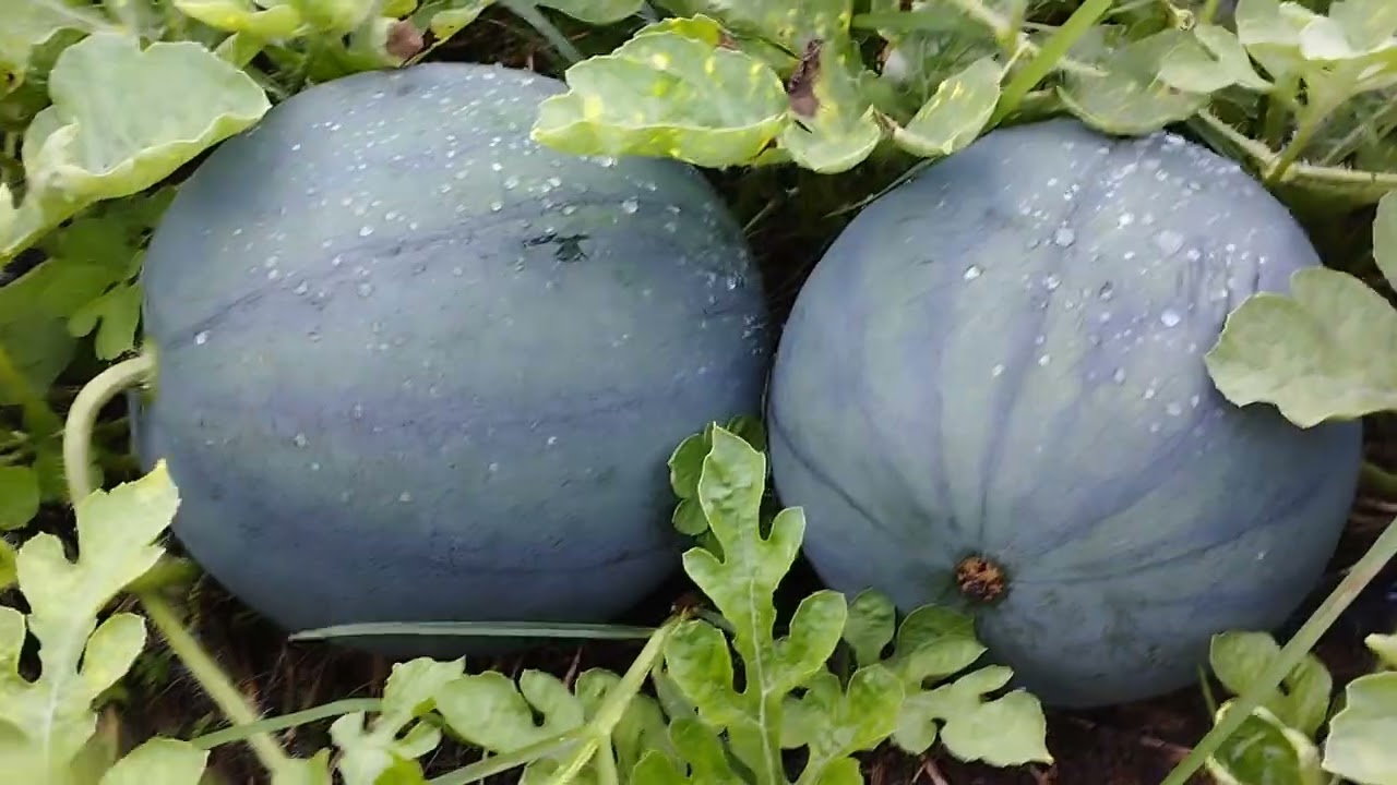 Penen semangka 🍉 diakhir tahun 2025