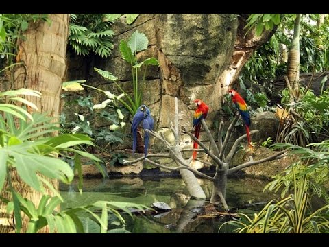 Moody Gardens Rainforest Pyramid Youtube