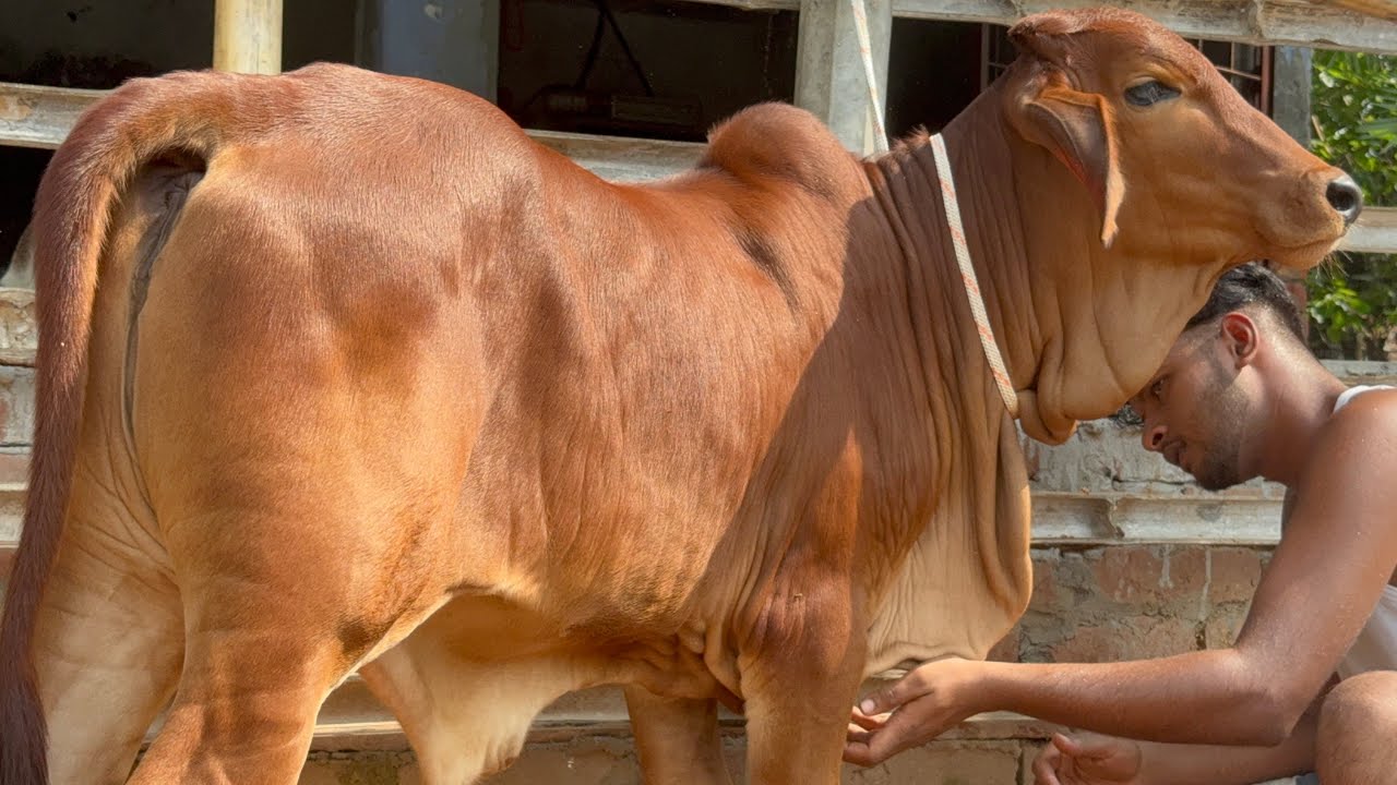 নাঈম ভাইয়ের খামার থেকে ২৬ সাল কুরবানী উপযোগী ইন্ডিয়ান শাহীওয়াল গরুর কালেকশন দেখুন