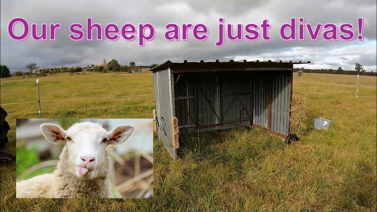 Recycled DIY Sheep Shelter… But They REFUSE to Use It!