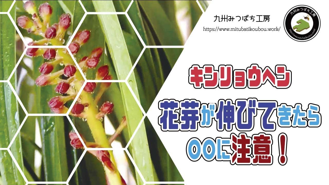キンリョウヘン【花芽が伸びてきたら○○に注意！】 日本みつばちの