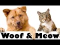 Woof Meow Funny Cat Collection 3 Cat Screaming