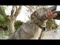 Adestrador se dedica a treinar cães de rua em Rio Grande