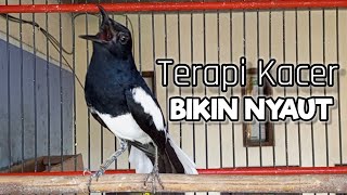 Terapi suara kacer ngeplong mbeset, pancingan kacer, masteran kacer ampuh, durasi panjang Berjam jam