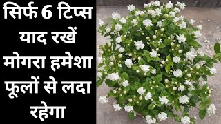 यह 6 जादुई जानकारी जान लो मोगरा हमेशा फूलों से लदा रहेगा | How To Get Maximum Blooms On Mogra Plant