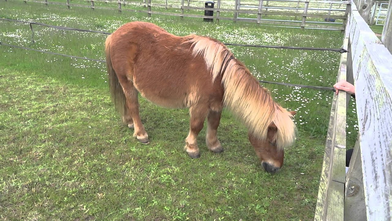 Redwings Horse Sanctuary Caldecott Hall Beccles Road, Fritton YouTube