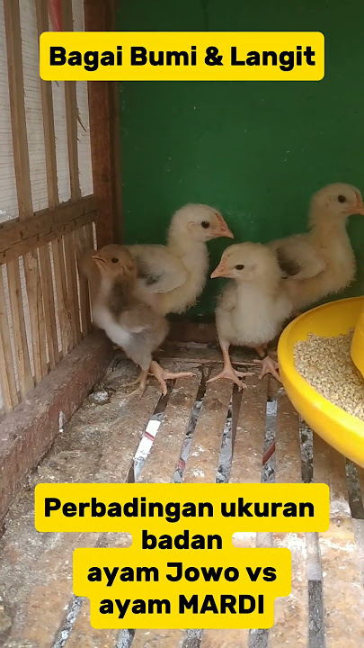 Perbandingan anak ayam Mardi dengan anak ayam Jawa/kampung.