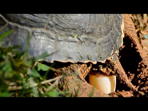 Red-eared Slider Turtle Laying Eggs  in Yard - Up Close