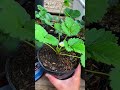 Dâu tây bạch tuyết ra hoa đẹp ghê #dautaybachtuyet #garden #dautay