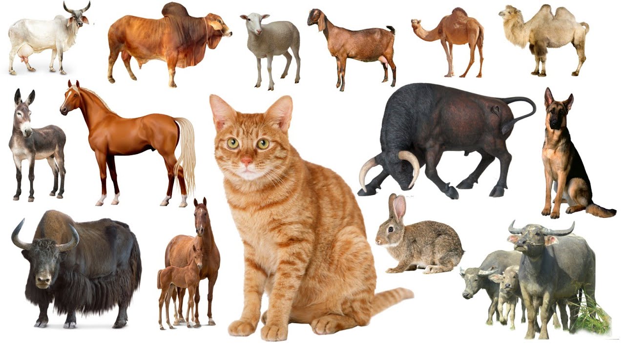 Domastic animals name Hindi and English| पालतू जानवरों के नाम हिंदी और अंग्रेजी में।