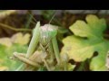 Lunch time Mantis No1 カマキリ かまきり 蟷螂 ランチタイム 昆虫図鑑 insect
