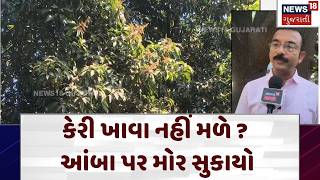 Valsad Agriculture News | કેરી ખાવા નહીં મળે? આંબા પર મોર સુકાયો | Mango | Season Change | N18V