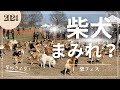 【圧巻】柴犬まみれ！？モモを探せ！500頭が集結の柴フェス。こんなイベント行くしかない！柴犬好きは必見です！#柴犬 #犬 #dog #犬のいる暮らし