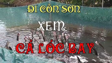 Đi xem cá lóc bay - cồn Sơn