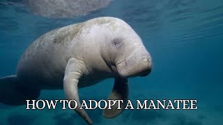 Learn how to Adopt and Help the Manatee Population Thrive and Survive 