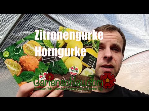 Kiwano oder Zitronengurke: Welche Gurkenexoten lohnen sich?