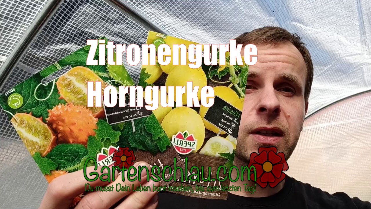 Kiwano oder Zitronengurke: Welche Gurkenexoten lohnen sich?