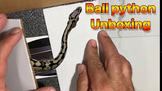 My first ball python unboxing! Profile