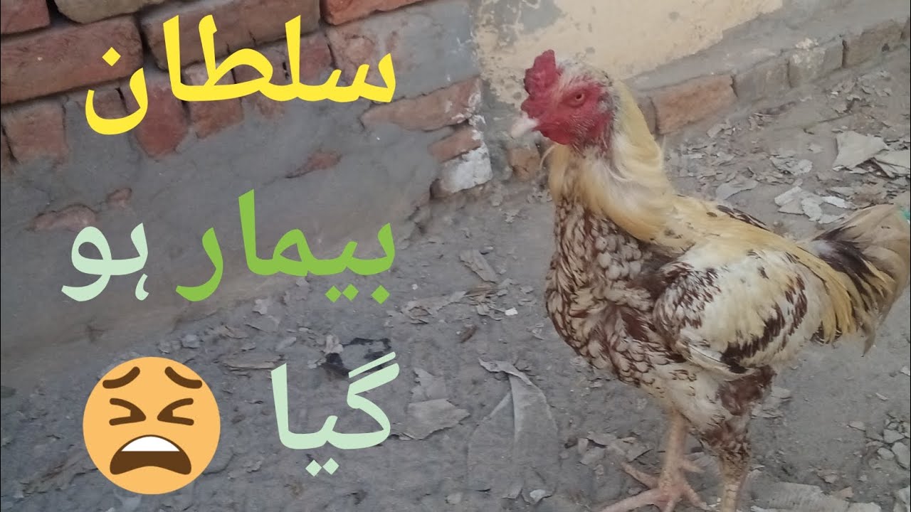 Sultan bimar ho Gaya 😭😭😭 | Feroz ghani pet house 🏠🏡