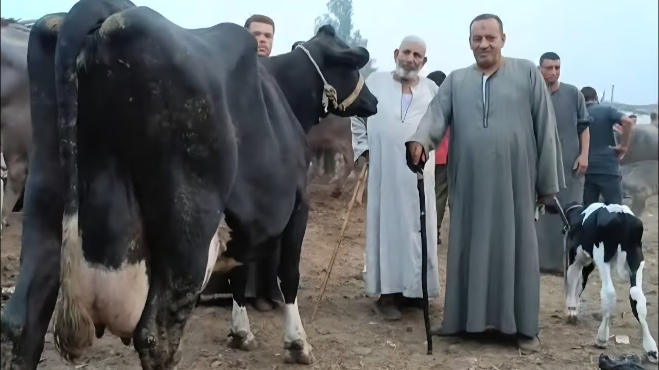 البقره السليمه بسعر والمعوقه بسعر تاني خالص متنزلش علي عماك اعرف الاسعارالحقيقه من محكمة اخرسوق الان