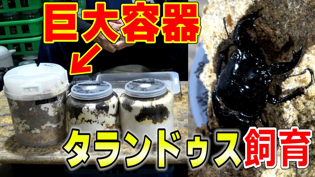 タランドゥスを秘密兵器で飼育した結果‼