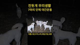 진돗개 7마리 단체 야간 자율산책 #진돗개무리생활 #명견 #충견 #똘이랜드