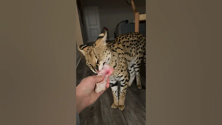 Video 3563471: wild african serval pet, serval cat, cat chicken