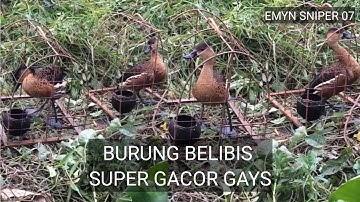 PIKAT BELIBIS SUPER GACOR NGEKEK KAYAK LOVEBIRD COCOK BUAT PIKAT /MASTERAN