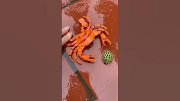 Giải cứu chú ếch khỏi con cua quái vật