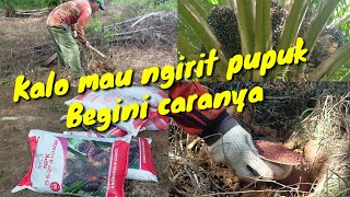 Pemupukan NPK 13-6-27 dengan cara di benam @Kopi Inspirasi81