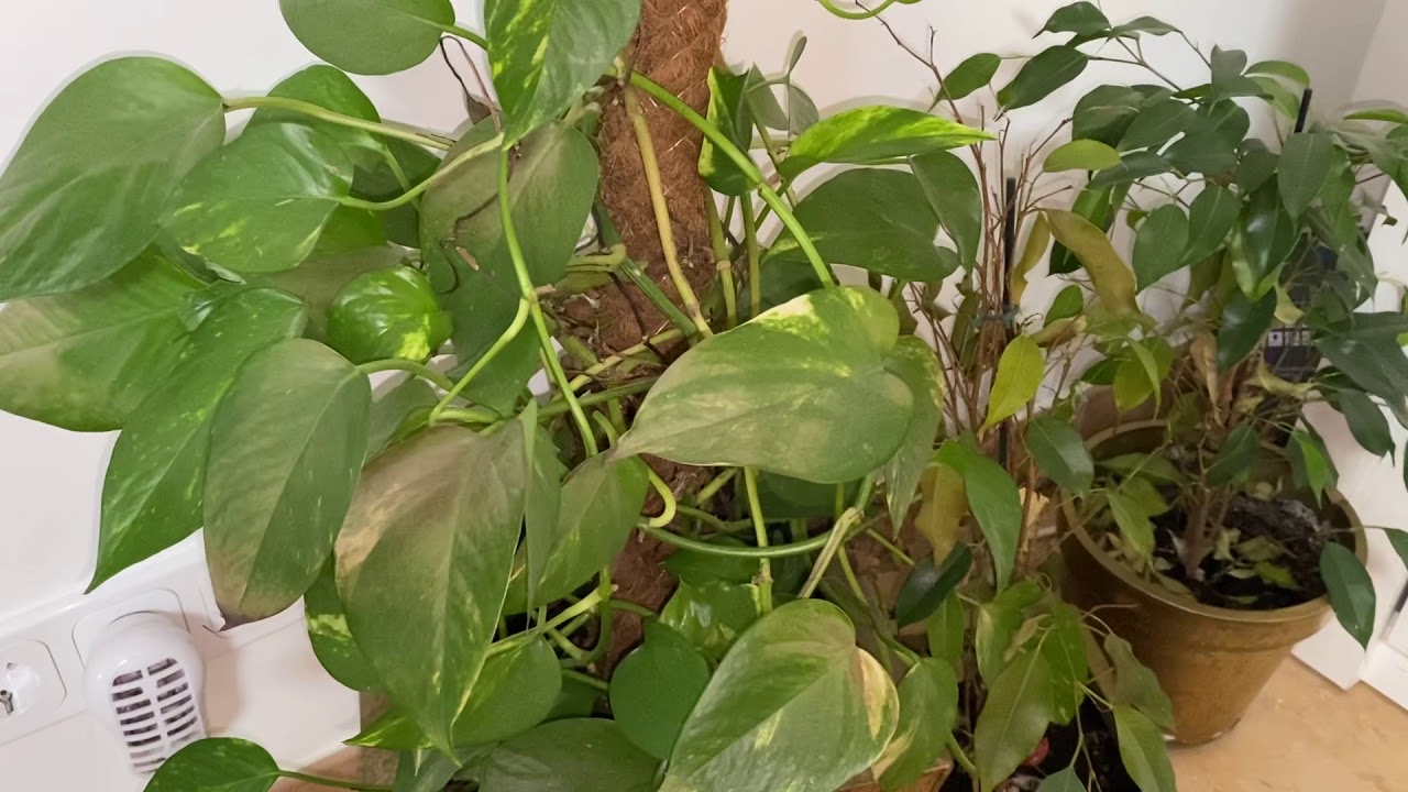 philodendron green fatboy Philodendron martianum 'Pacov'  Thick Petioles & Compact Rosette