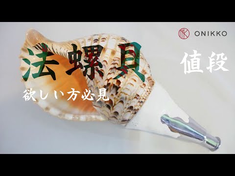 沖縄 法螺貝 貝殻楽器 中型 （ホラガイ | 貝の図鑑）