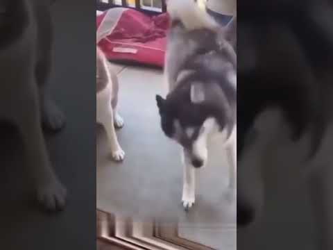 Собака Танцует Смотрим