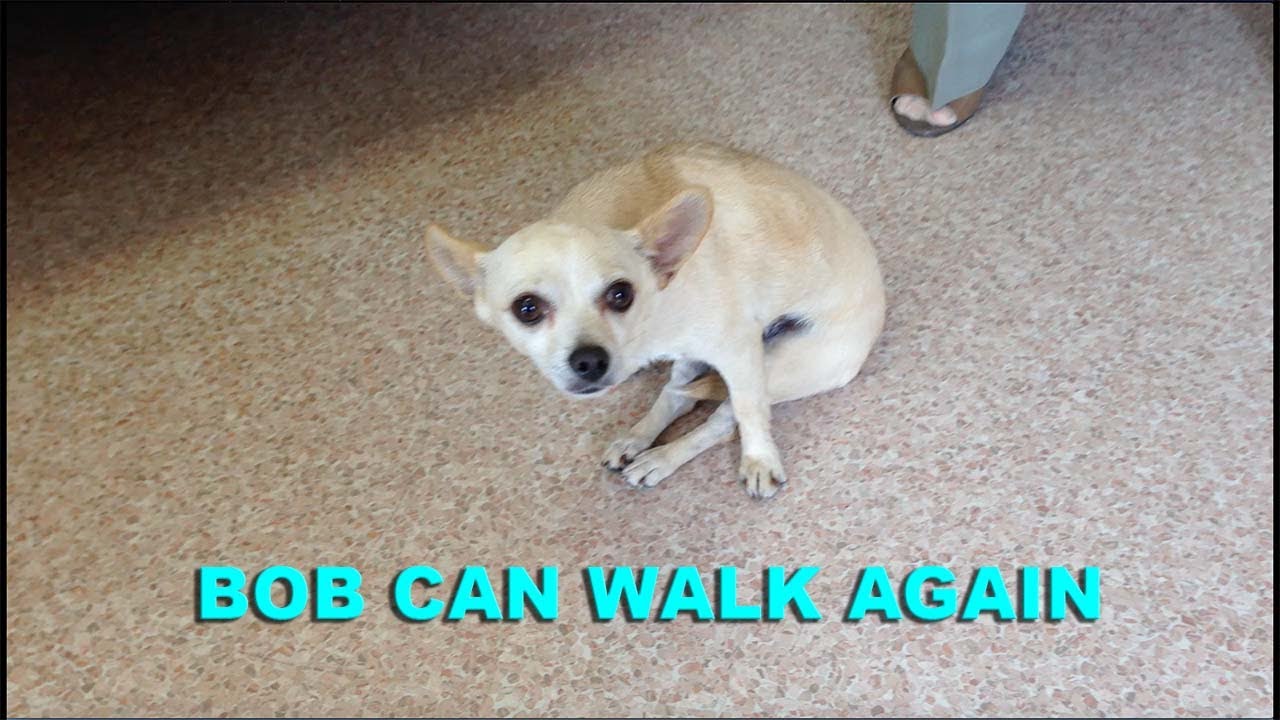 Dog Completely Paralyzed, Recovers Completely YouTube