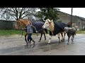 What Happens When A Horse And Two Bulls Go Out For Walk In A Village What Happens When A Horse And Two Bulls Go Out For Walk In A Village