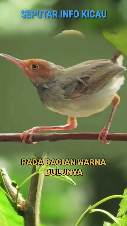 PERBEDAAN PRENJAK KLAWU DAN PRENJAK SEMI | PRENJAK KLAWU HARGANYA LEBIH MAHAL ?