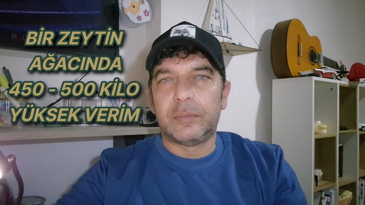 Bir Zeytin Ağacında 450 - 500 Kilo Verim Nasıl Alınır?