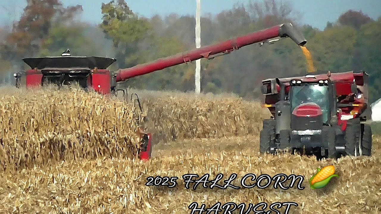 CASE IH 8230 AXIAL FLOW COMBINE HARVESTING A LARGE FIELD OF CORN 🌽 WITH AN 8 ROW HEADER 