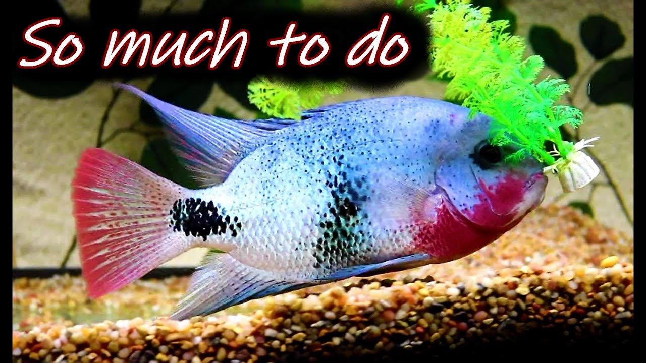 Black belt fish at work! YouTube