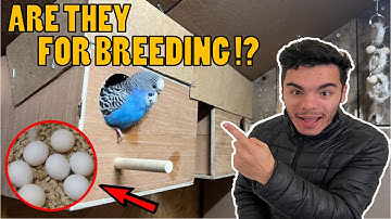 The Budgie Nest Boxes Are Up AGAIN!