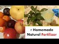 Homemade Fertilizer::How to make organic liquid Fertilizer