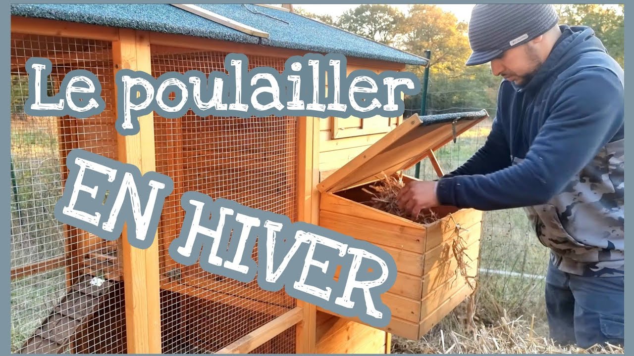 Poulailler et poule pondeuse en hiver