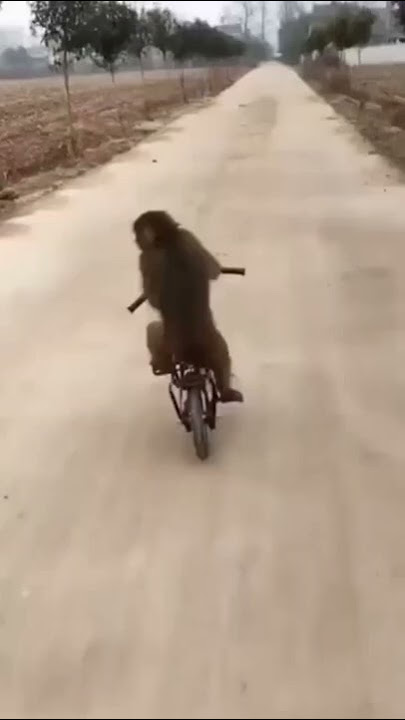 Monkey 😱 cycle chala raha 😀🔥💯||#akkujangir #monkey #cycle #funny #shorts #viral#mahimiss