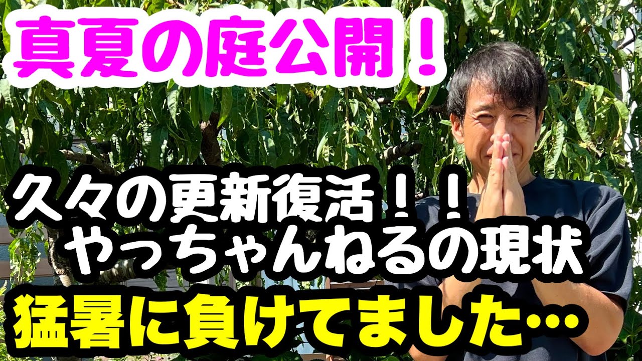 □復活‼️【真夏の庭】と【やっちゃんねるの現状】アナベルロードと
