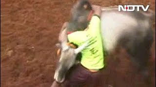 3-more-deaths-at-jallikattu-events-amid-big-prizes-offered-by-tamil-nadu-leaders