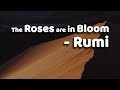 The Roses are in Bloom - Rumi