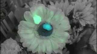 Turnstile - Drop [ Video]