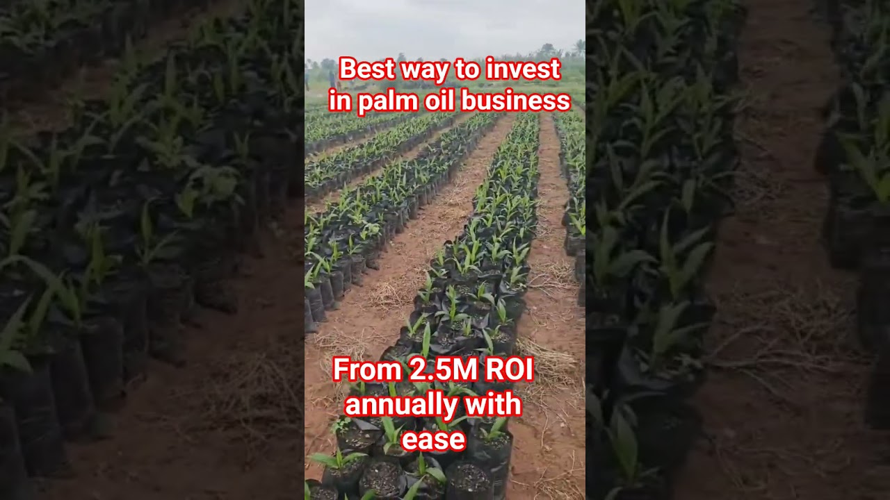 best way to invest in palm oil business, oil palm business in nigeria, land for sale in lagos 